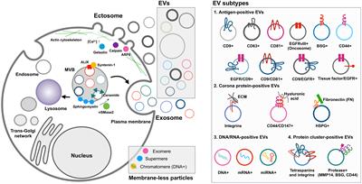 Monitoring of single extracellular vesicle heterogeneity in cancer progression and therapy